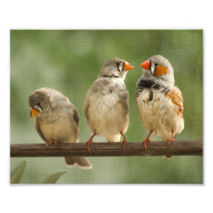Tre Finches på en Twig Fototryck