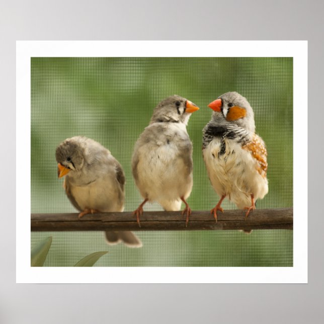 Tre Finches på en Twig Poster (Framsidan)