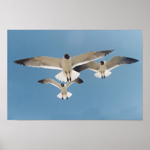 Tre Fiskmås Poster