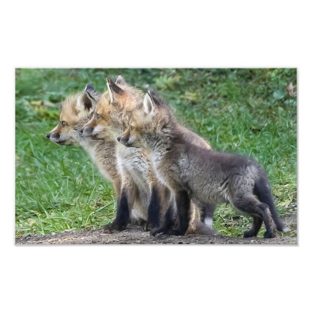 Tre fox-paket fototryck (Framsidan)