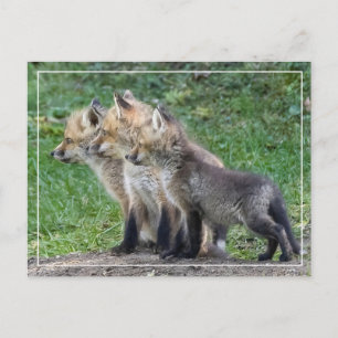 Tre fox-paket vykort