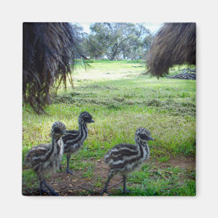 Tre Fuzzy Baby Emu-Chickar, Fridge Magnet