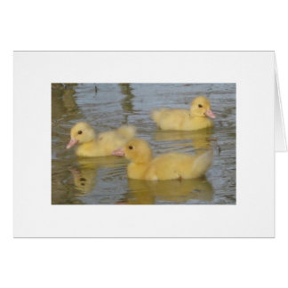 Tre - gammala Muscovy för dag Ducklings Hälsningskort