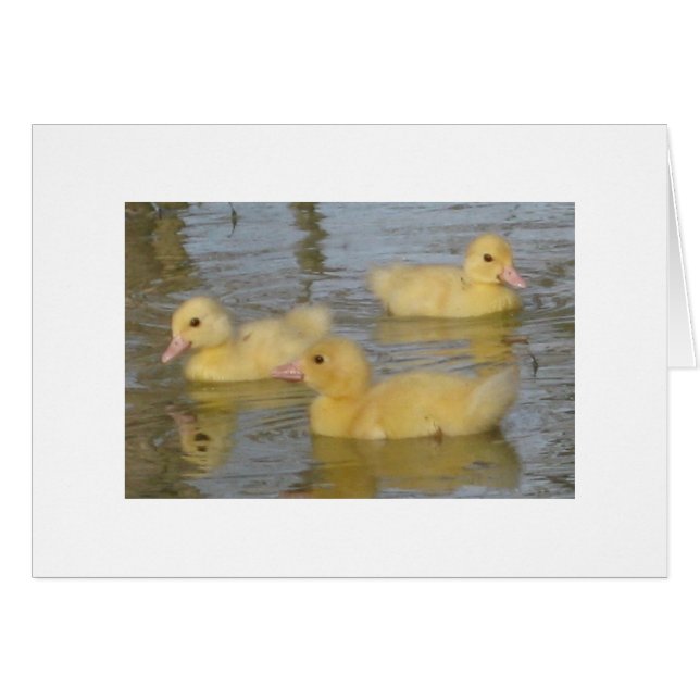 Tre - gammala Muscovy för dag Ducklings Hälsningskort (Framsidan Horizontal)
