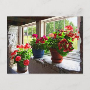 Tre Geraniums på Windows Sill Vykort