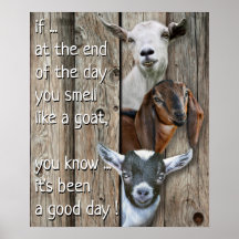 Tre getter Porträtt - cute Smell som en get