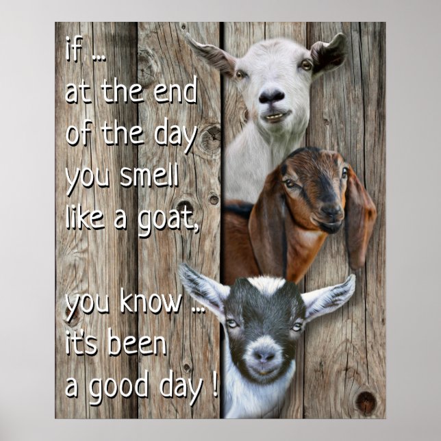 Tre getter Porträtt - cute Smell som en get Poster (Framsidan)