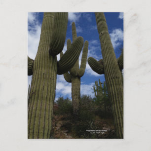 Tre Giant Saguaro cacti med blå himmel och moln Vykort