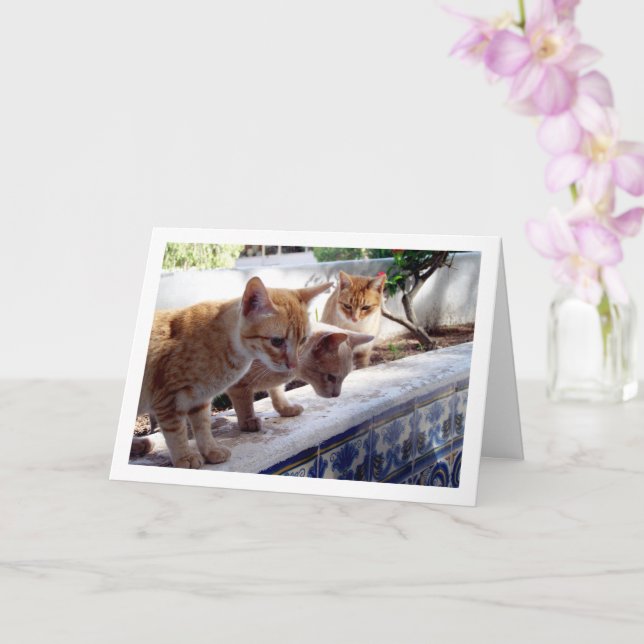 Tre Ginger Cats Kort (Orkide)