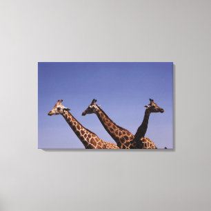 Tre giraff canvastryck