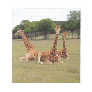 Tre Giraffe vid Fossil Rim Anteckningsblock