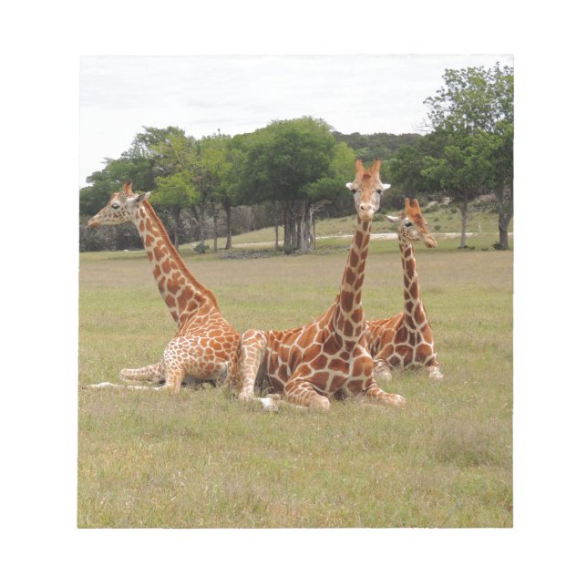 Tre Giraffe vid Fossil Rim Anteckningsblock (Framsida)