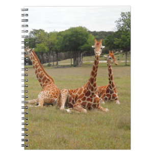 Tre Giraffe vid Fossil Rim Anteckningsbok
