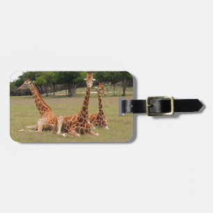 Tre Giraffe vid Fossil Rim Bagagebricka