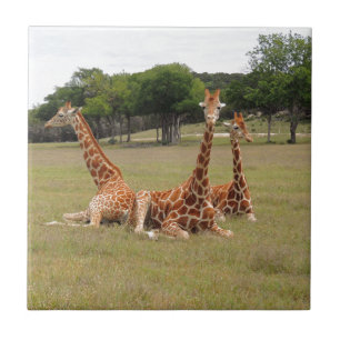 Tre Giraffe vid Fossil Rim Kakelplatta