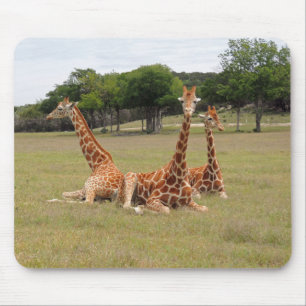 Tre Giraffe vid Fossil Rim Musmatta