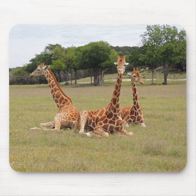 Tre Giraffe vid Fossil Rim Musmatta (Framsidan)