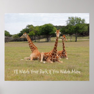 Tre Giraffe vid Fossil Rim Poster