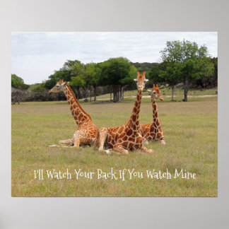 Tre Giraffe vid Fossil Rim Poster