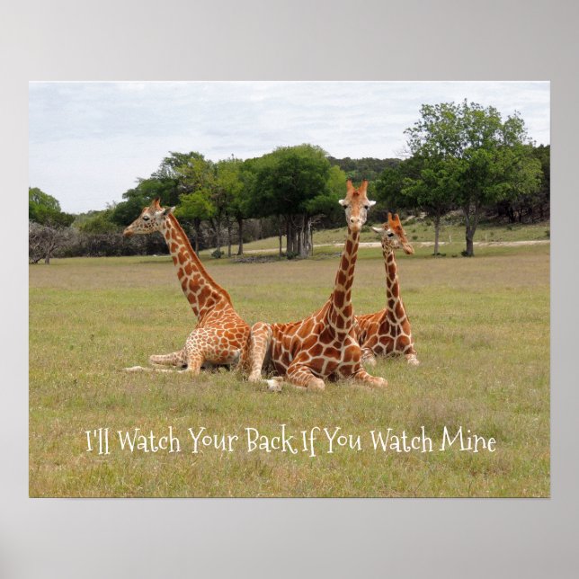 Tre Giraffe vid Fossil Rim Poster (Framsidan)