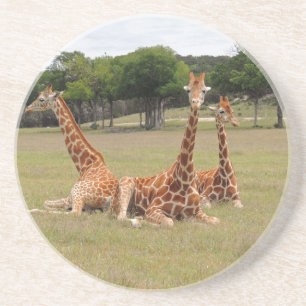 Tre Giraffe vid Fossil Rim Underlägg Sandsten