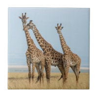 Tre giraffer poserar