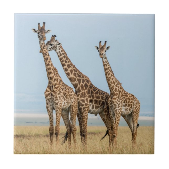 Tre Giraffes Posing Kakelplatta (Framsidan)