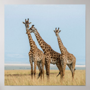 Tre Giraffes Posing Poster
