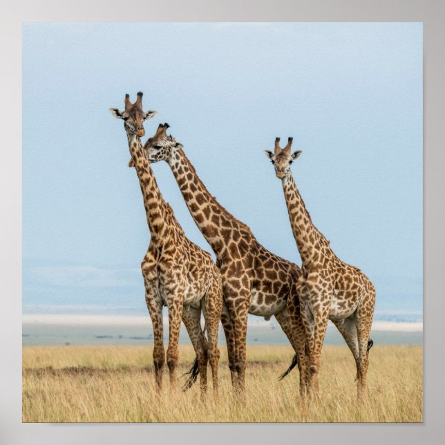 Tre Giraffes Posing Poster (Framsidan)