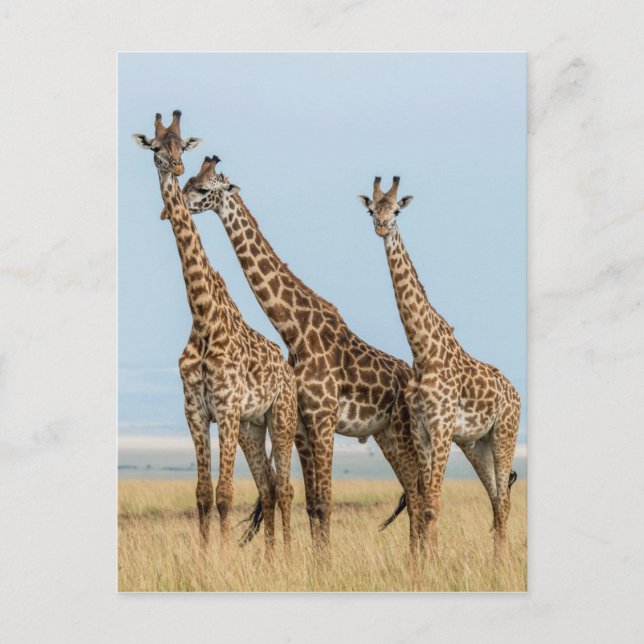 Tre Giraffes Posing Vykort (Framsida)