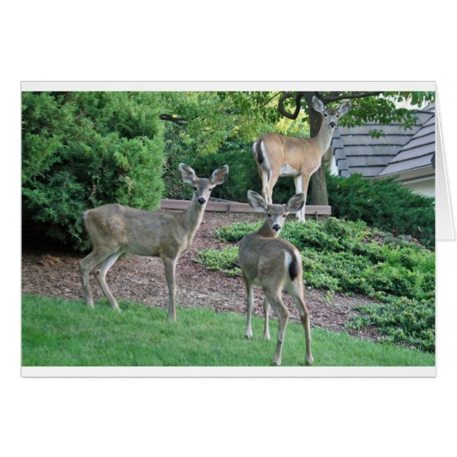 Tre gör tittar kameran OBS kort (Framsidan Horizontal)