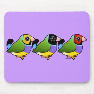 Tre Gouldian Finches Musmatta