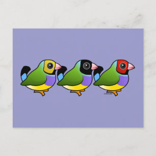 Tre gouldian Finches Vykort