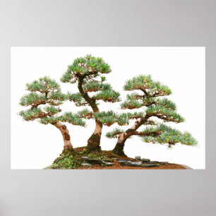 tre gräs bonsai träd poster