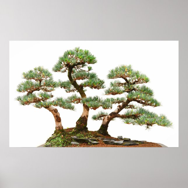 tre gräs bonsai träd poster (Framsidan)