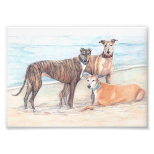 Tre Greyhound Hund Art Phoo Print Fototryck