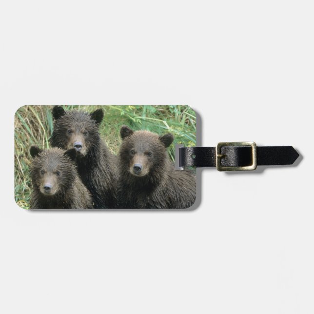 Tre grizzly Bear Unge eller Coys Bagagebricka (Horisontell Framsida)