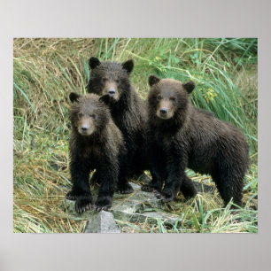 Tre Grizzlybjörn ungar eller Coys Poster