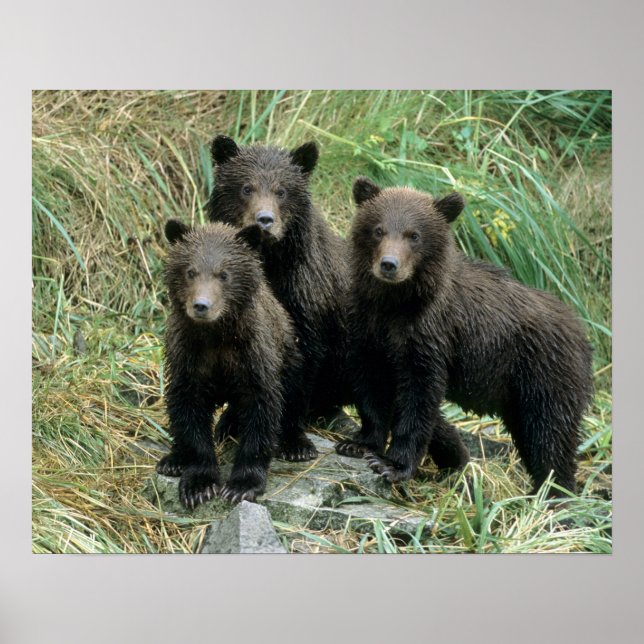 Tre Grizzlybjörn ungar eller Coys Poster (Framsidan)