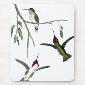 Tre gröna Hummingbirds Musmatta