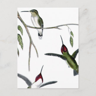 Tre Gröntar Hummingbird Vykort