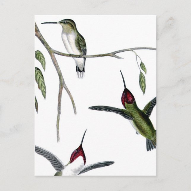 Tre Gröntar Hummingbird Vykort (Framsida)