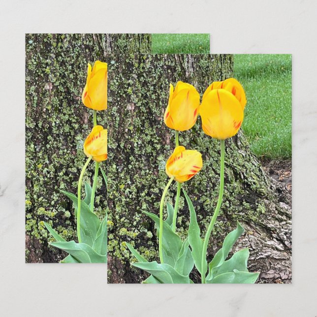 Tre gula tulpaner / Scrapbookpapper (Fram/baksida)