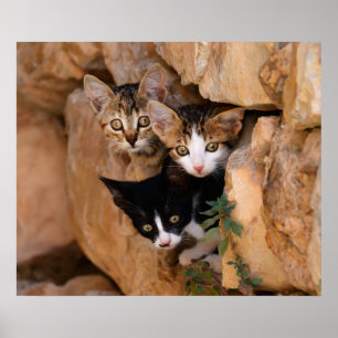 Tre gulliga nyfikna kattungar poster