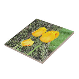 Tre Gulter/tuppar Kakelplatta