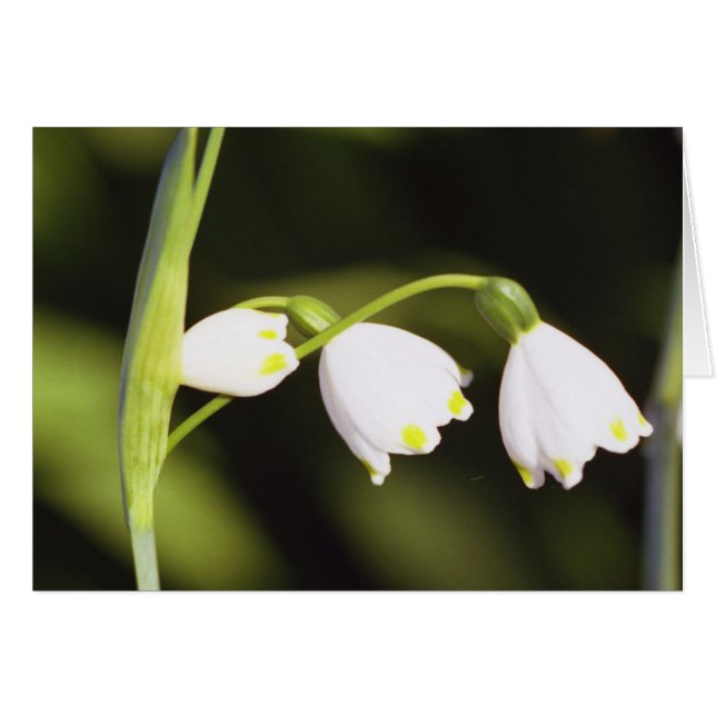 tre hälsningskort (Framsidan Horizontal)