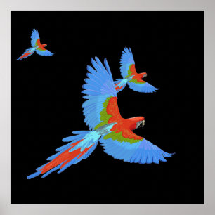 Tre Hand plockade Macaws Poster