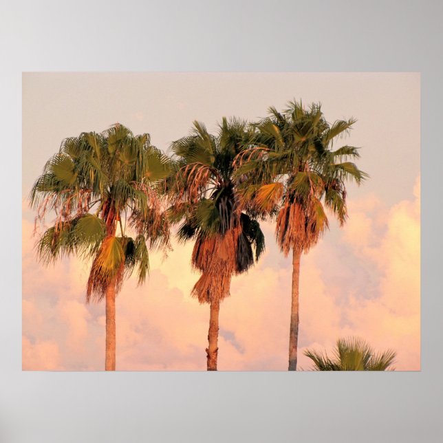 Tre Handflatan-Träd utslaktade i Warm Sunset Poster (Framsidan)