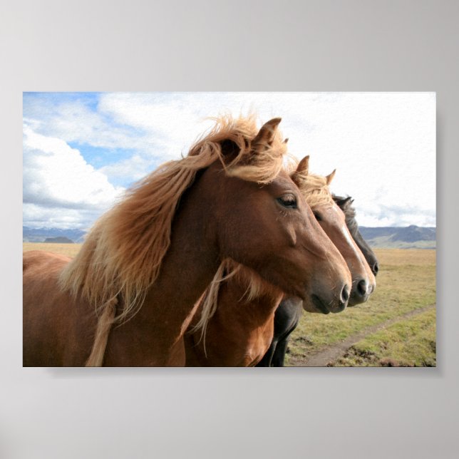 Tre hästar i en rad Poster (Framsidan)