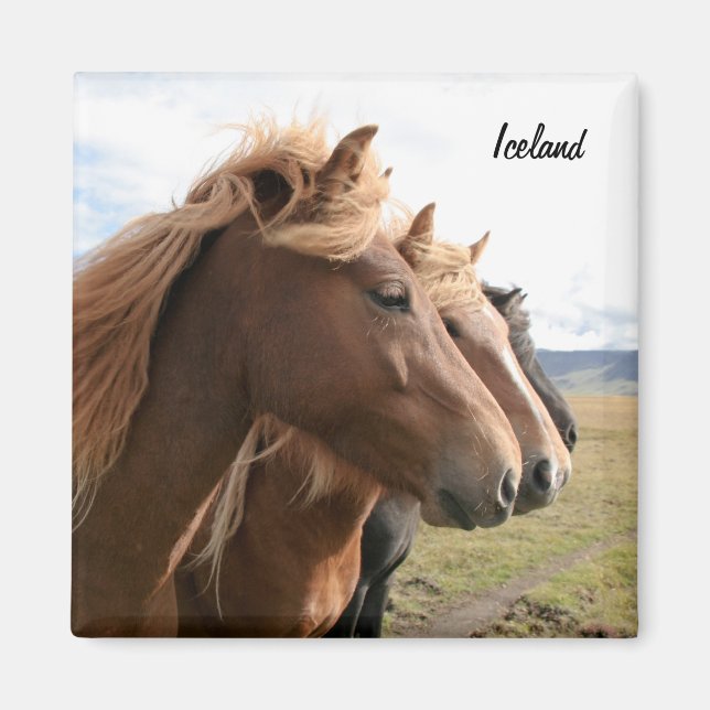 Tre hästar i Islandet på en rad Magnet (Framsidan)